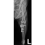 Polyaxial TPLO T-support plate, new version